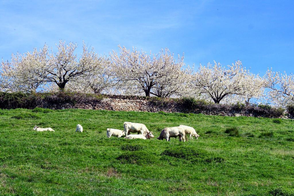 Finca El Carpintero Jerte Dış mekan fotoğraf